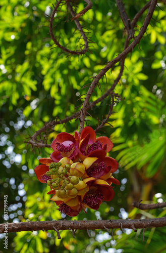 View of pink flowers on a cannonball tree, Couroupita guianensis