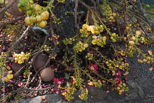 View of pink flowers on a cannonball tree, Couroupita guianensis