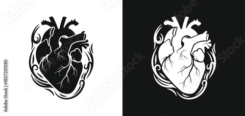Anatomical illustration of a human heart in contrasting black and white styles