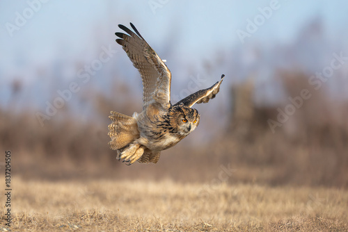 Photos common buzzard buteo