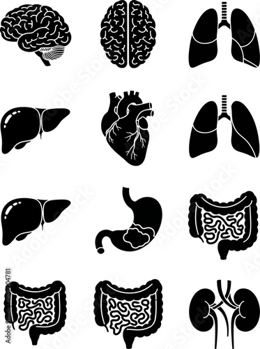 Set of Human Internal Organs Icons Including Brain Lungs Heart Liver Stomach And Intestines In Black And White Silhouette Style