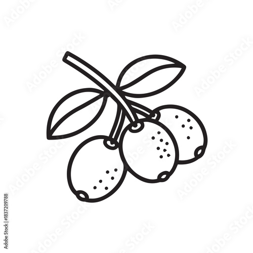 Simple hand drawn line art illustration of olives on a branch