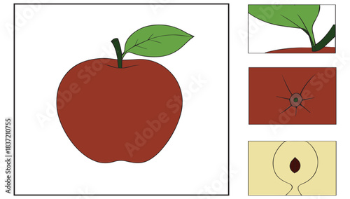 A detailed illustration of a red apple, showing its stem, leaf, calyx, and internal seed structure.