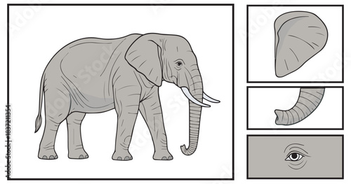 Detailed illustration of an elephant with separate panels showing its ear, trunk, and eye.