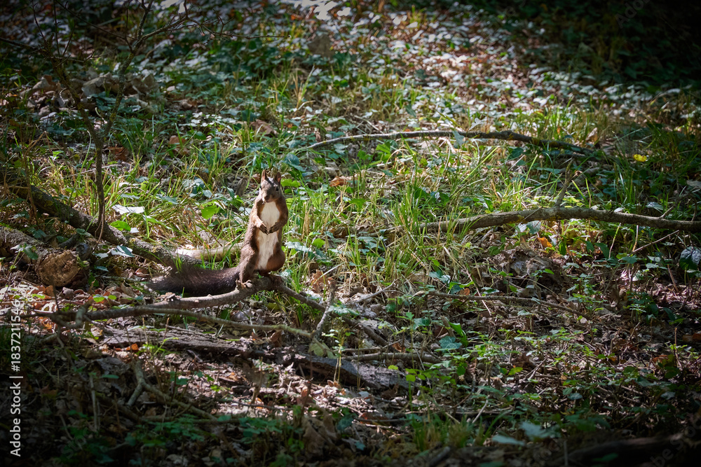 Obraz premium A squirrel searching for nuts in the park in Buzias, Romania