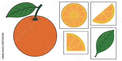 Illustration of a whole orange with a leaf and stem, alongside various orange slices and a separate leaf, depicting citrus fruit components.