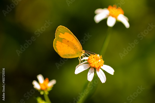 Eurema hecabe (Linnaeus). Close up of yellow butterfly perched on Plains blackfoot flower. To suck nectar from the pollen of flower.