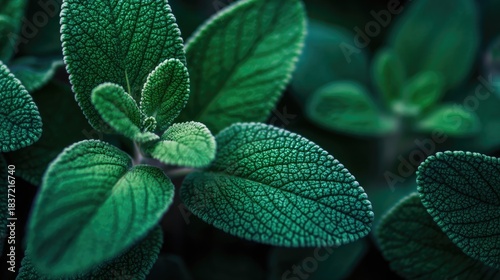 Clary Sage natural green leaves macro background, Generative Ai