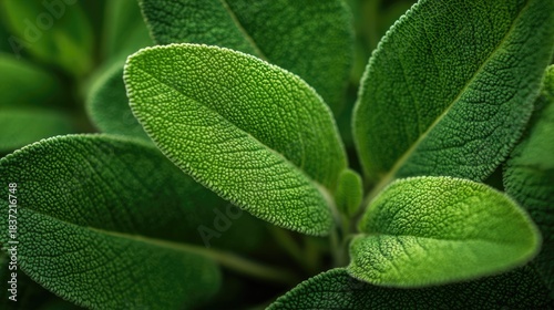 Clary Sage natural green leaves macro background, Generative Ai