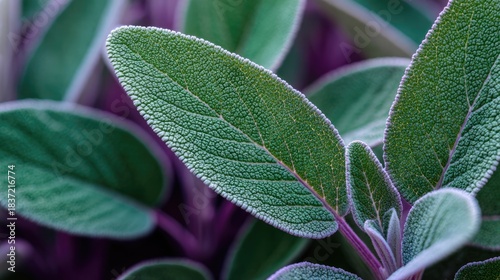 Clary Sage natural green leaves macro background, Generative Ai