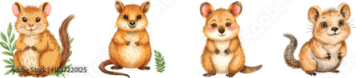 Quokka, exotic cartoon set animal hand drawn watercolor illustration isolated on white.