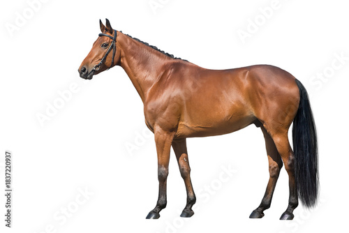 Horse stand isolated on white