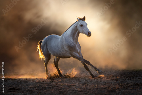 Grey stallion run in sunset light in clouds of dust