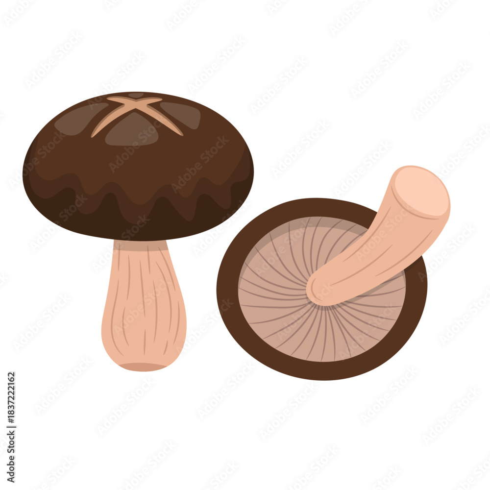 Fototapeta premium Shiitake mushroom vector illustration in modern flat style
