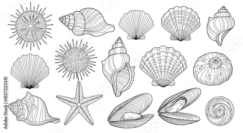 Extensive collection of marine life illustrated in a detailed black and white engraving style, including various seashells and starfish.