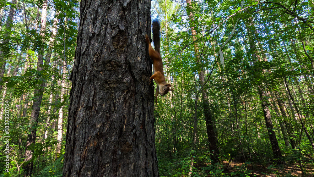 Fototapeta premium Small red squirrel in the forest during the warmer months, perhaps in summer or early autumn