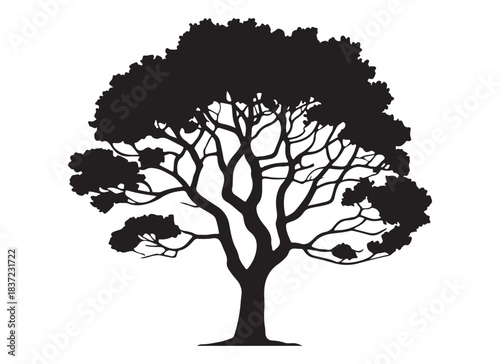  Detailed silhouette of a mature tree with intricate branches and full foliage