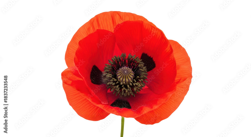 Obraz premium Single bright red poppy flower with black center isolated on black background vibrant, Isolated On Png Transparent Background