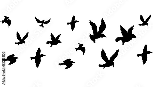 Flying flock of birds silhouette, Simple swallows in flight, crows in the sky. Group of birds border.