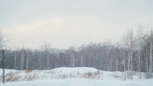 Snowfall in the forest. Winter background
