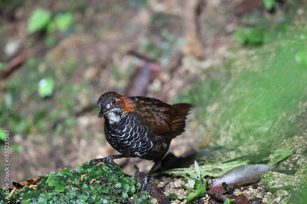 Obraz premium The marbled wren-babbler (Turdinus marmoratus) is a species of bird in the family Pellorneidae. This photo was taken in Sumatra, Indonesia.