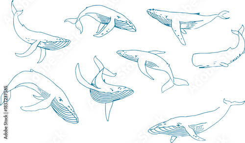 Flat vector illustration of whales in motion, black and white marine sketch, ocean animal design, swimming poses, sea life concept set