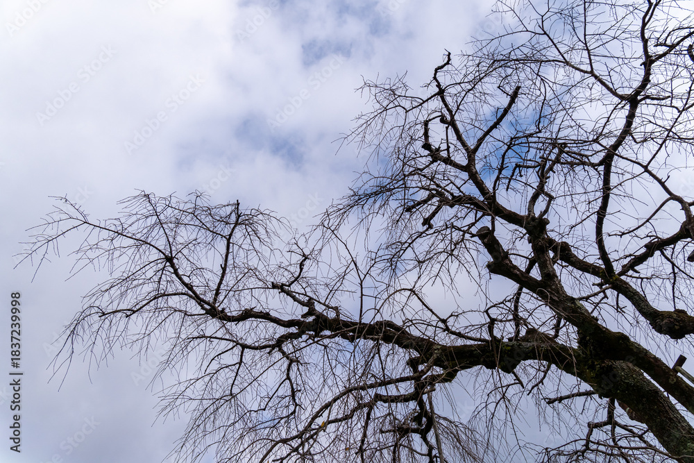 Fototapeta premium Branches of a tree against a cloudy sky in a barren season