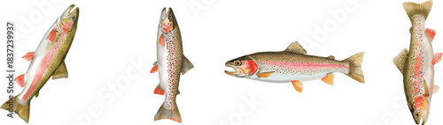 A realistic watercolor set illustration of a single rainbow trout swimming against a white background, showcasing its vibrant colors and intricate scales.