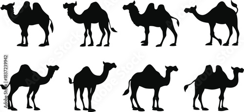 Flat vector illustration of camel silhouettes, black desert animal icons, one and two hump camels, wildlife sketch, nature design set