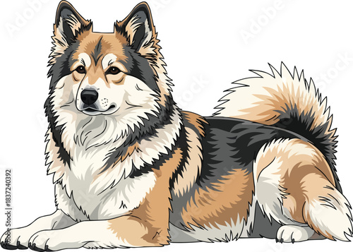 Icelandic Sheepdog lying down alert sphynx pose 