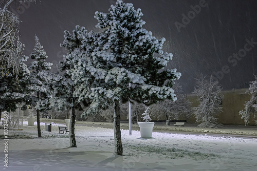 Winter landscape with snow-covered pine trees