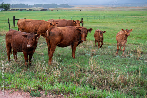 Group of brown cows in the field