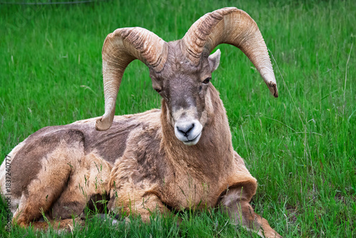 close up of a sheep with rack of horns