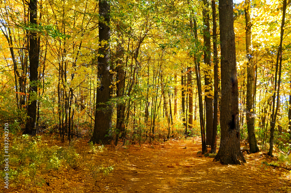 Fototapeta premium autumn in the forest