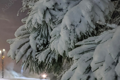Snow-covered pine branches in a winter fairy night