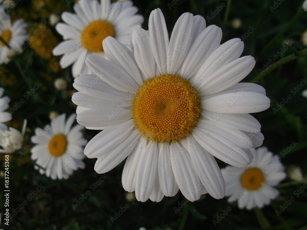 Obraz premium Camomile close-up. The beauty of nature