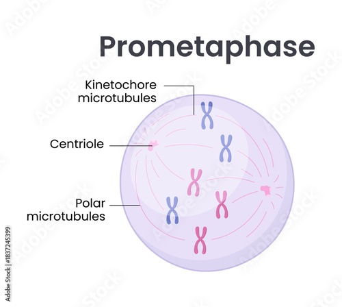Vector illustration of Mitosis phase. Prometaphase