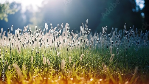 Fototapeta Naklejka Na Ścianę i Meble -  grass and sun