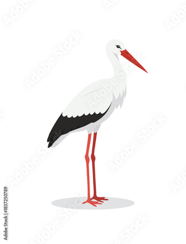 White Stork Standing Tall vector