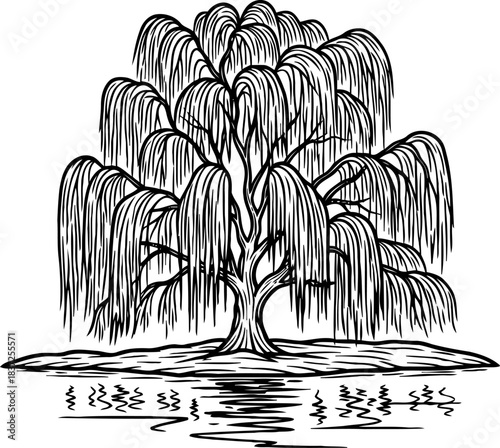 cascading calm the willows quiet symphony mirrored in still waters, isolated on transparent background