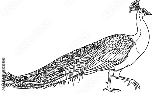 mystic gaze peacocks elegant outline, symbolizing vision, splendor, and renewal, isolated on transparent background