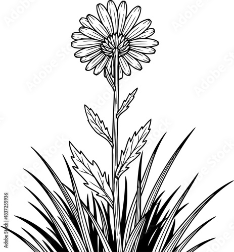 natures upward gaze a humble view of blooming lifes resilience, isolated on transparent background