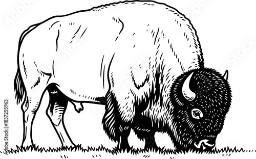 plains monarch a powerful emblem of untamed spirit and enduring wilderness, isolated on transparent background