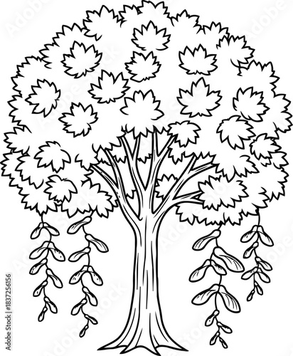 timeless arbor sketch natures essential form, from flourishing leaves to whispering seeds, isolated on transparent background