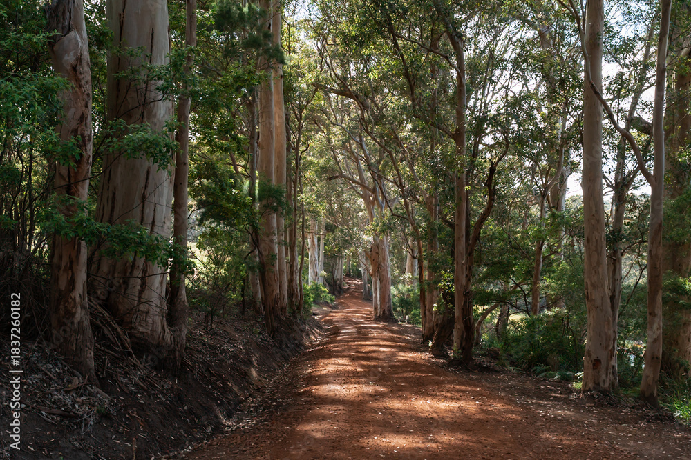Fototapeta premium Beautiful dappled sunlight on a red dirt road through karri trees in the south of Western Australia.