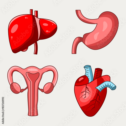 Set of vector detailed color illustrations of human organs