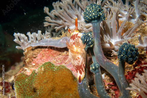A nudibranch, Nembrotha lineolata, at a beautiful coral reef teeming with life. Picture from Puerto Galera, Philippines. 