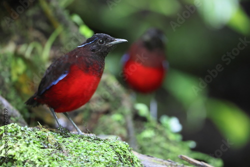 The graceful pitta (Erythropitta venusta) in Sumatra, Indonesia.