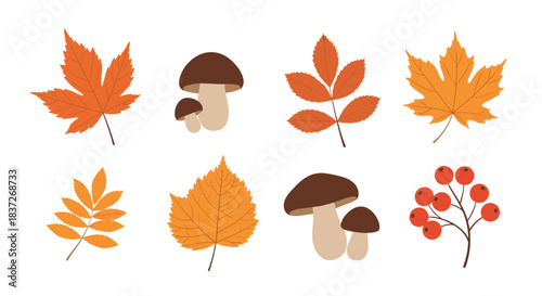 Simple collection of classic autumn nature elements including colorful leaves mushrooms and berries.