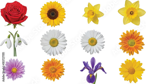 Vibrant collection of diverse spring and summer flowers isolated on white, showcasing various colorful blooms perfect for botanical projects.